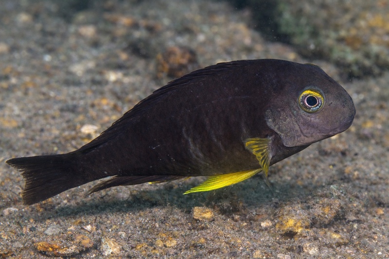 Tropheus sp. 'lukuga' Musofwe Bay